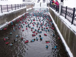 Учет крякв, г. Пермь, р. Большая Мотовилиха, «Райский сад». Фото Екатерина Харитонова.